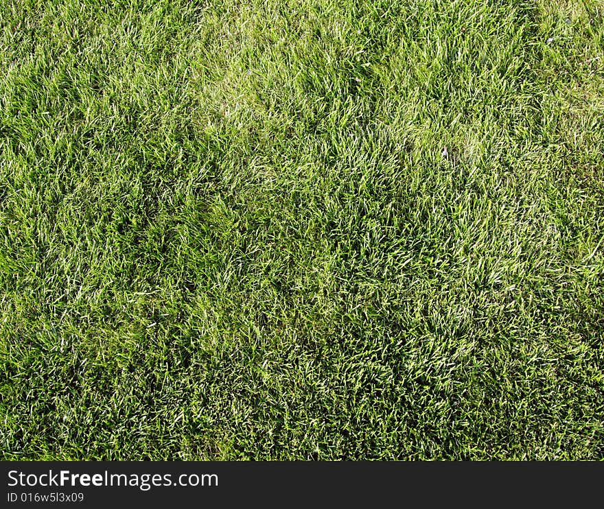 A close-up in a field of grass