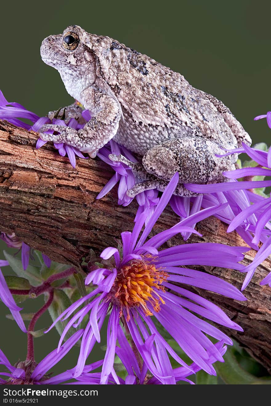 Gray Tree Frog On Vine