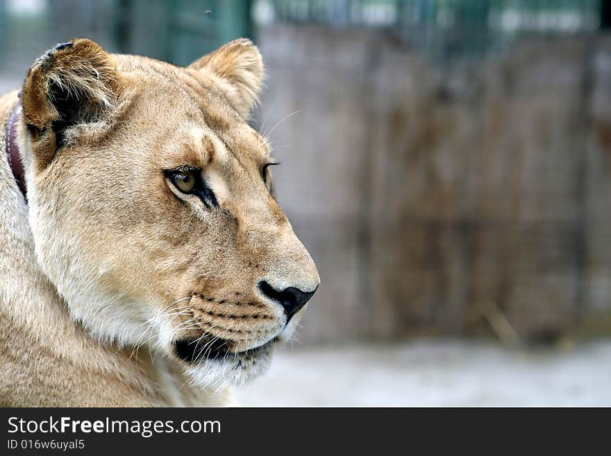 A wild life photo of a lion looking to the right of frame with room for text. A wild life photo of a lion looking to the right of frame with room for text