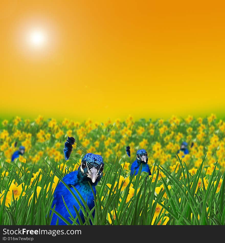 Peacocks on a meadow full of yellow flowers