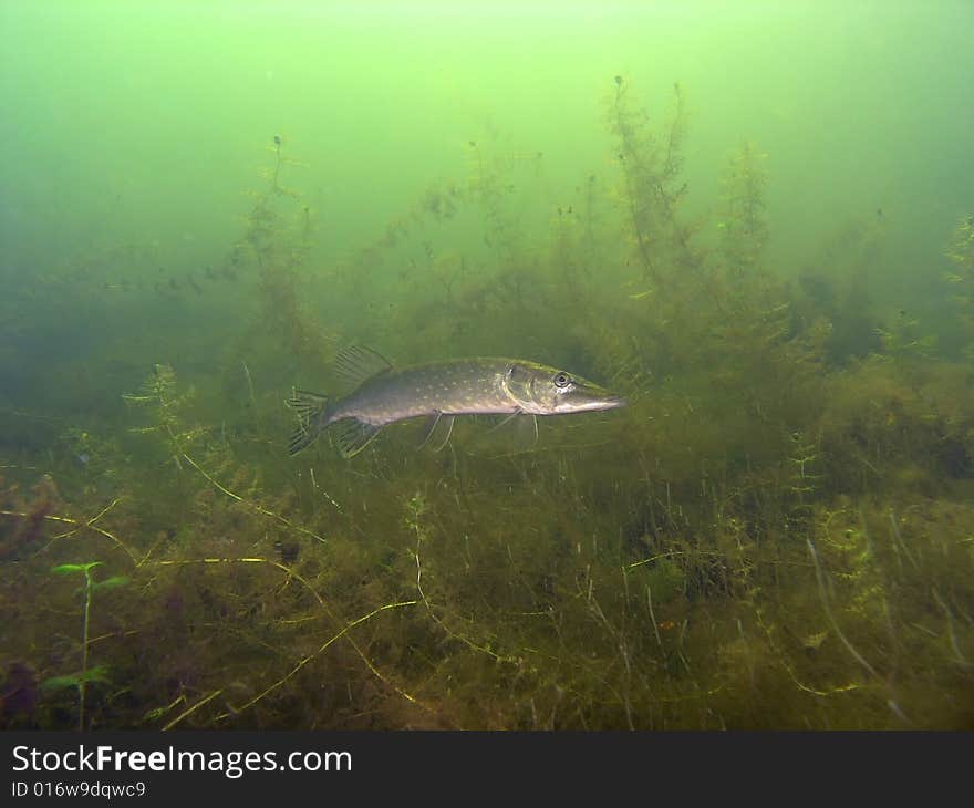 Pike in the lake green plants fauna