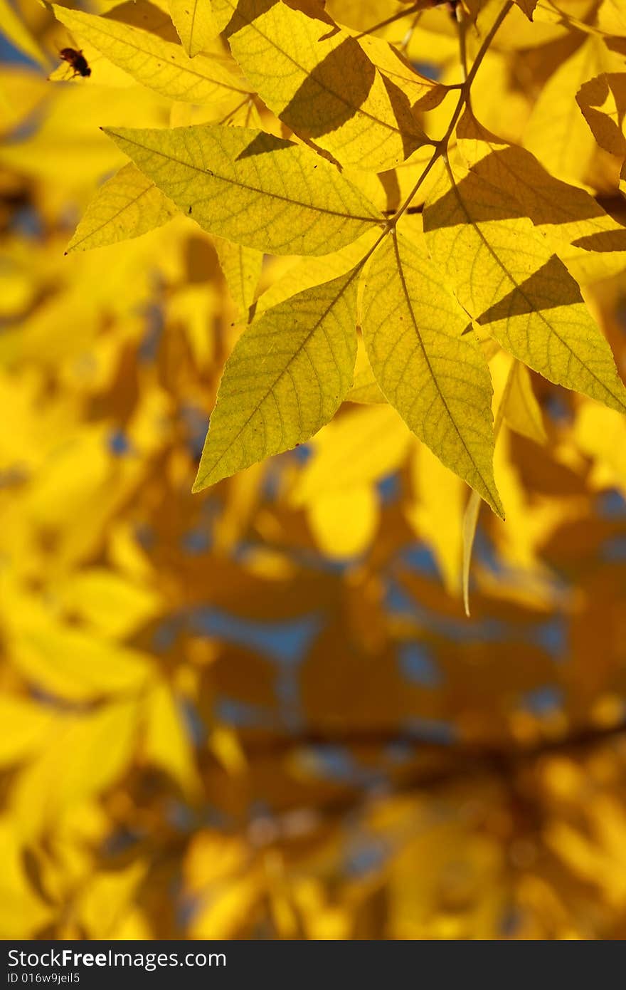 Yellow autumnal leaves in the sun rays. Yellow autumnal leaves in the sun rays.