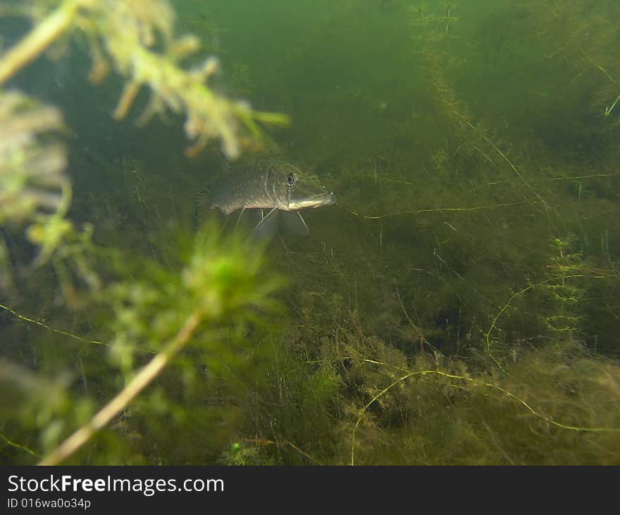 Pike in the lake green plants fauna