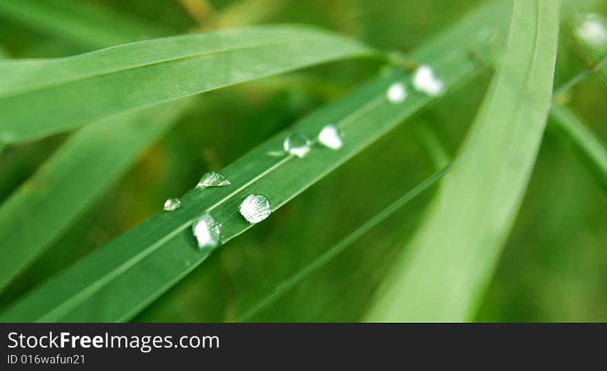 Dew on grass