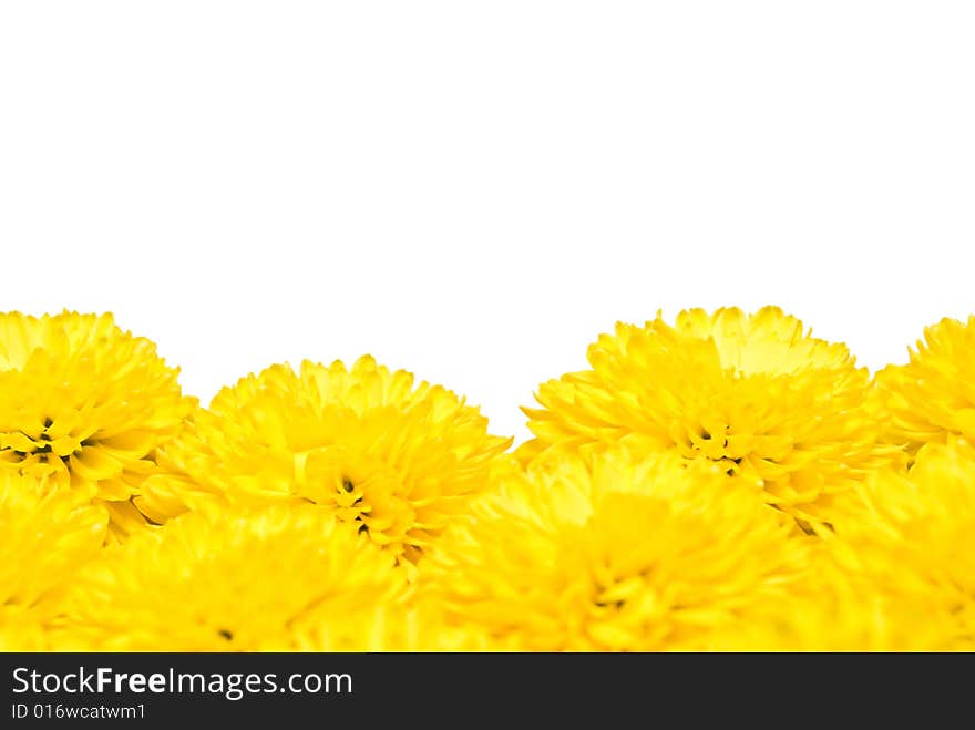 Much rich yellow chrysanthemums on a white background