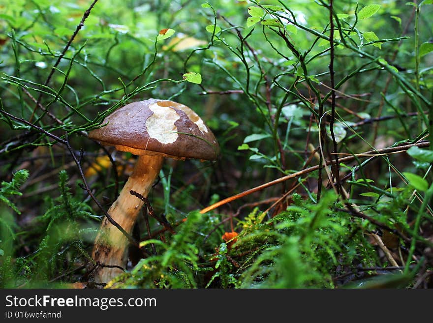 Mushroom in the woods