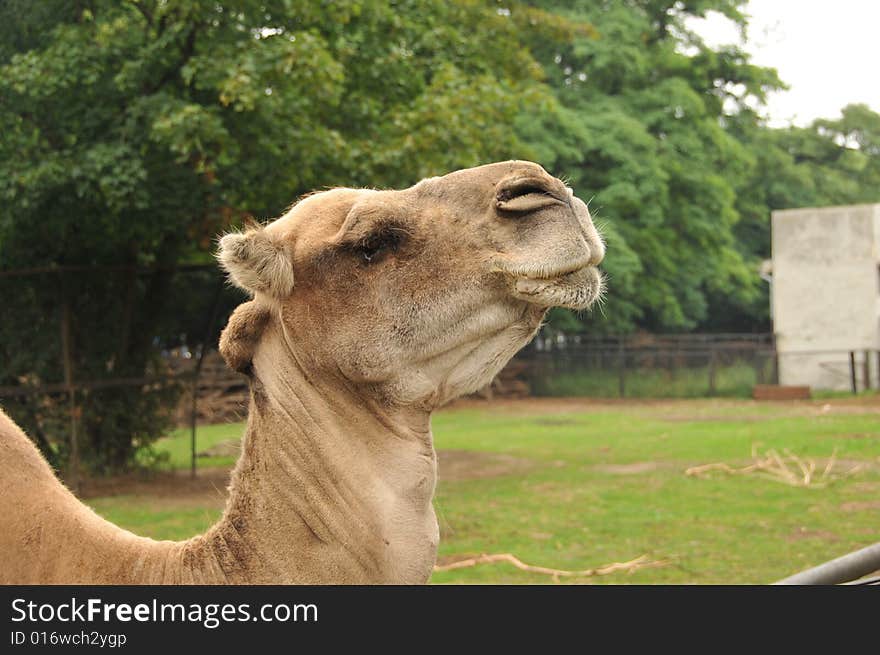 Camel