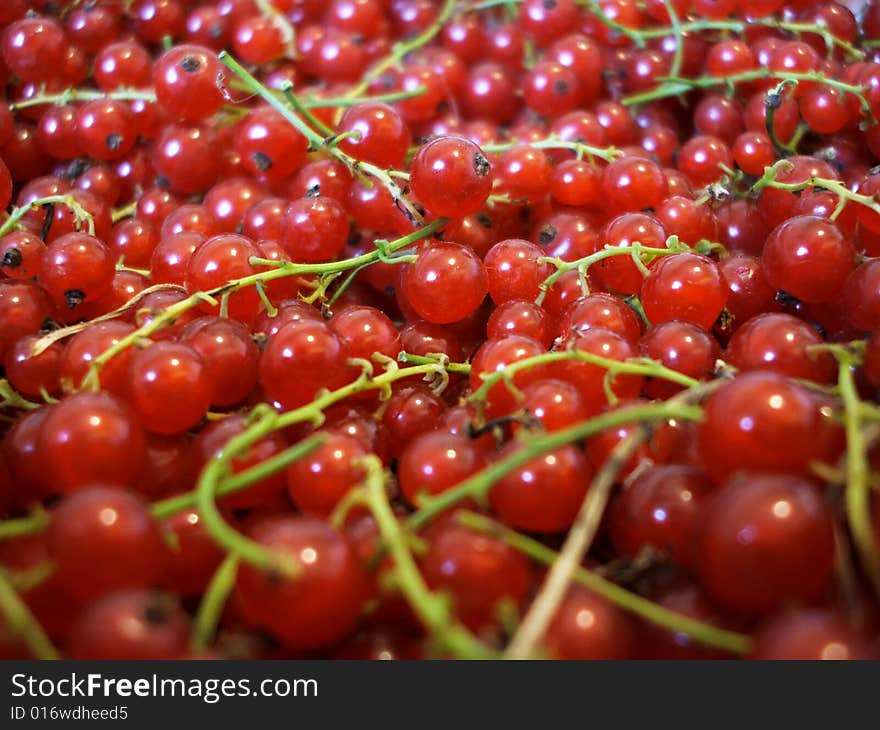 Macro photo of red currant