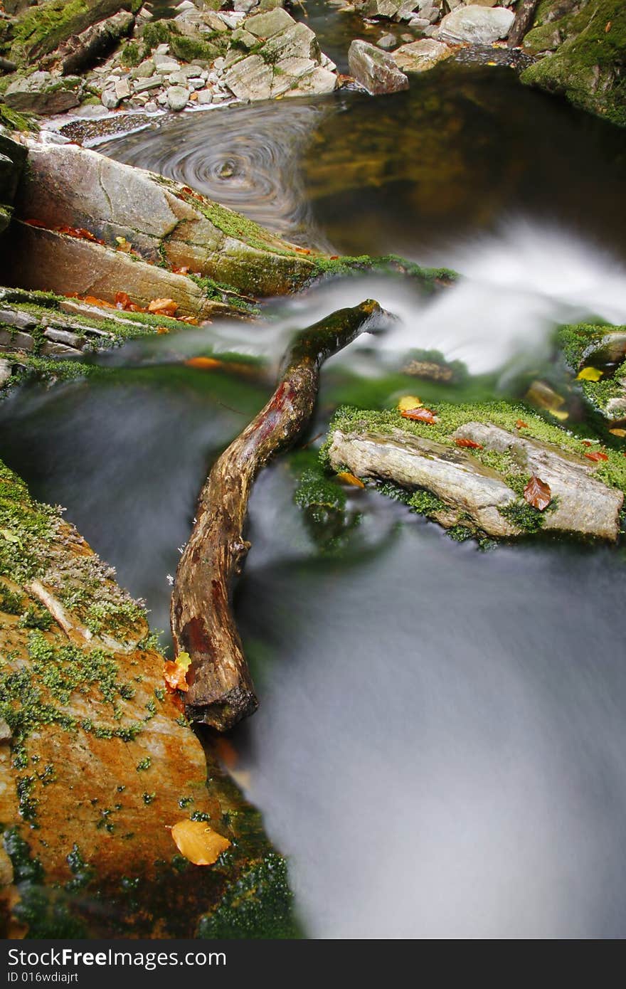 Branch in the water