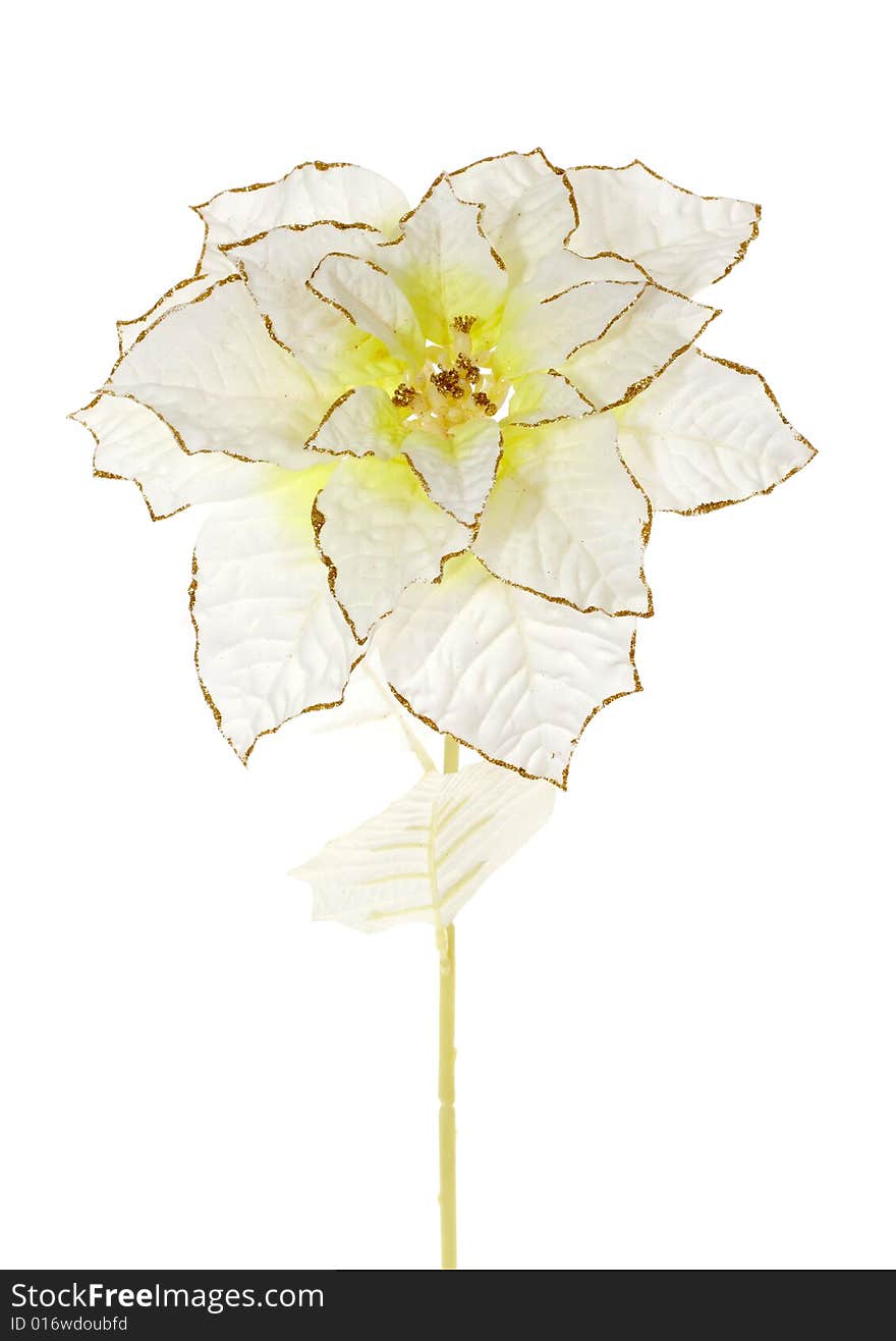 Flower, photo on the white background