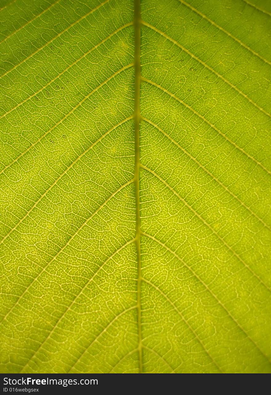 Image with macro green leaf