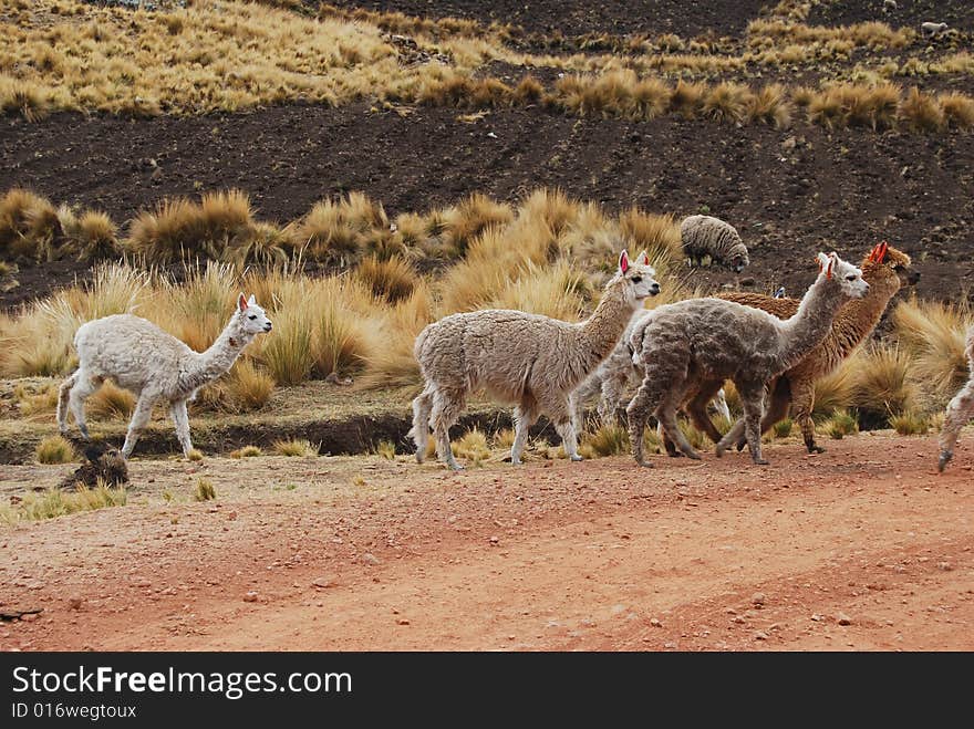 Alpacas