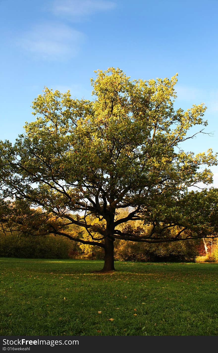 Standalone tree