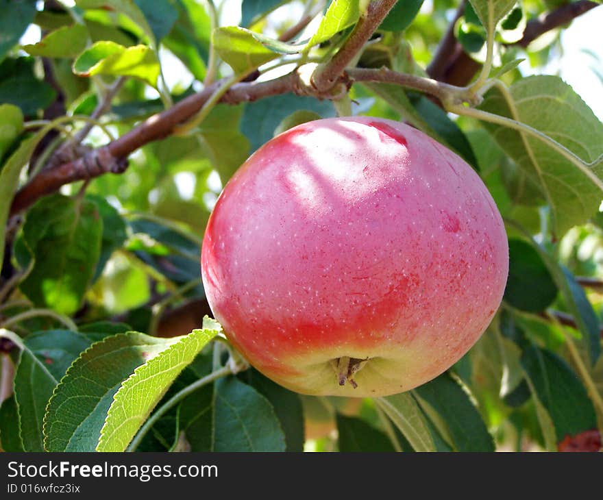 A red apple is bright on a tree