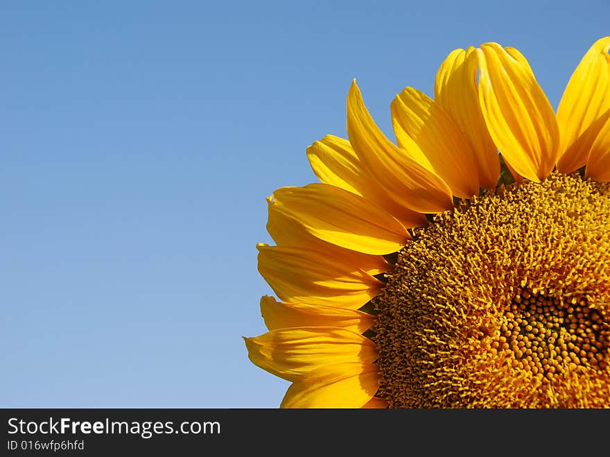 Sunflower close-up