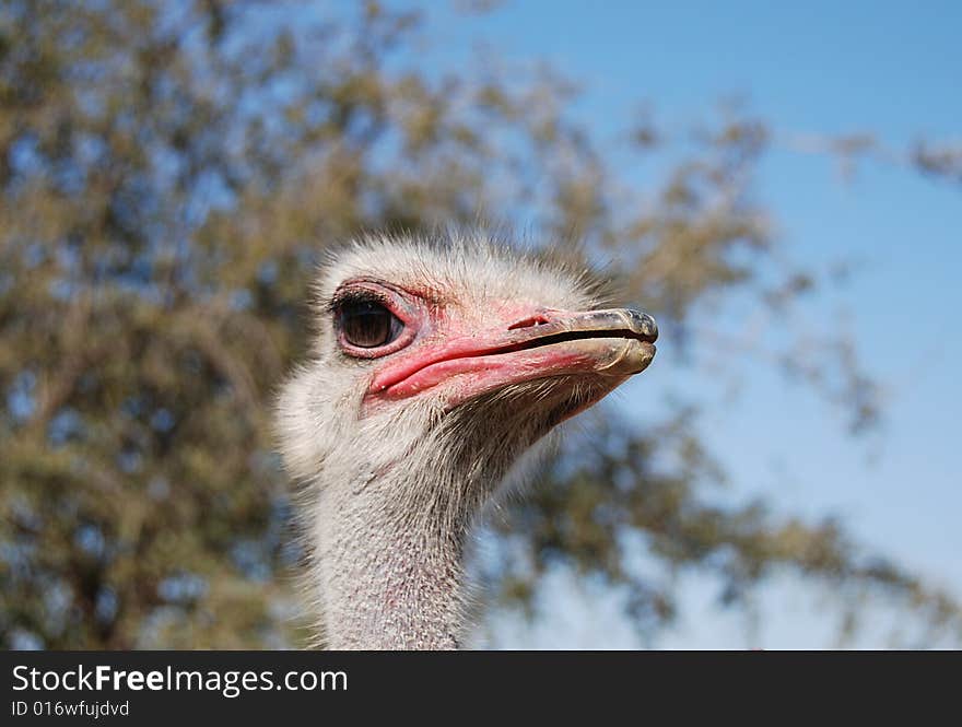 Portrait of a funny ostrich close-up. Portrait of a funny ostrich close-up