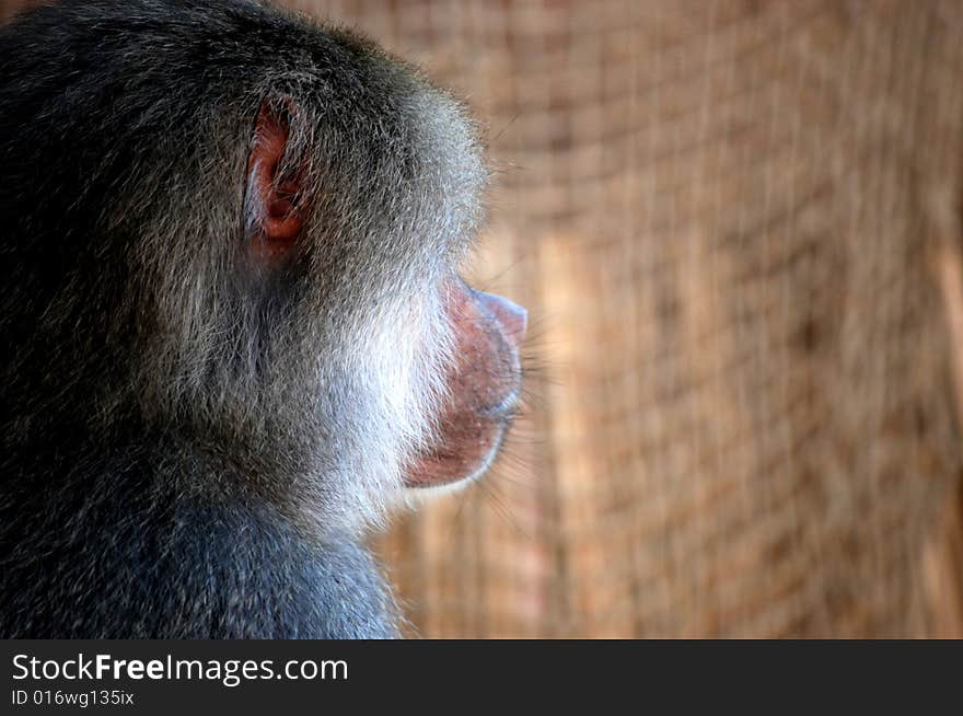 Profile of a baboon showing very human like features. Profile of a baboon showing very human like features