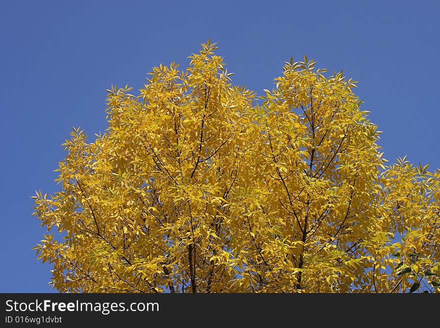 Ash-tree. A line of trees turn golden as fall sets in. Ash-tree. A line of trees turn golden as fall sets in.