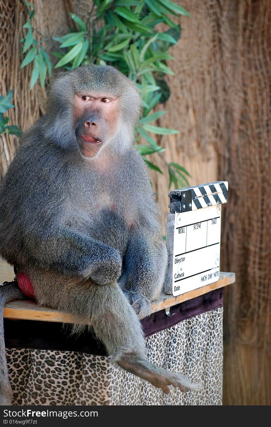 Trained baboon playing director in a scene