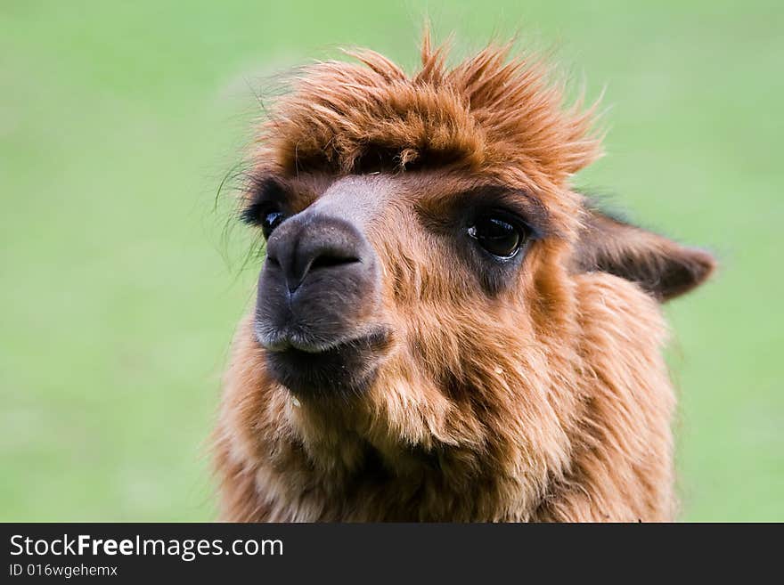 Close-up of a llama in the Belgian zoo of Planckendael. Close-up of a llama in the Belgian zoo of Planckendael