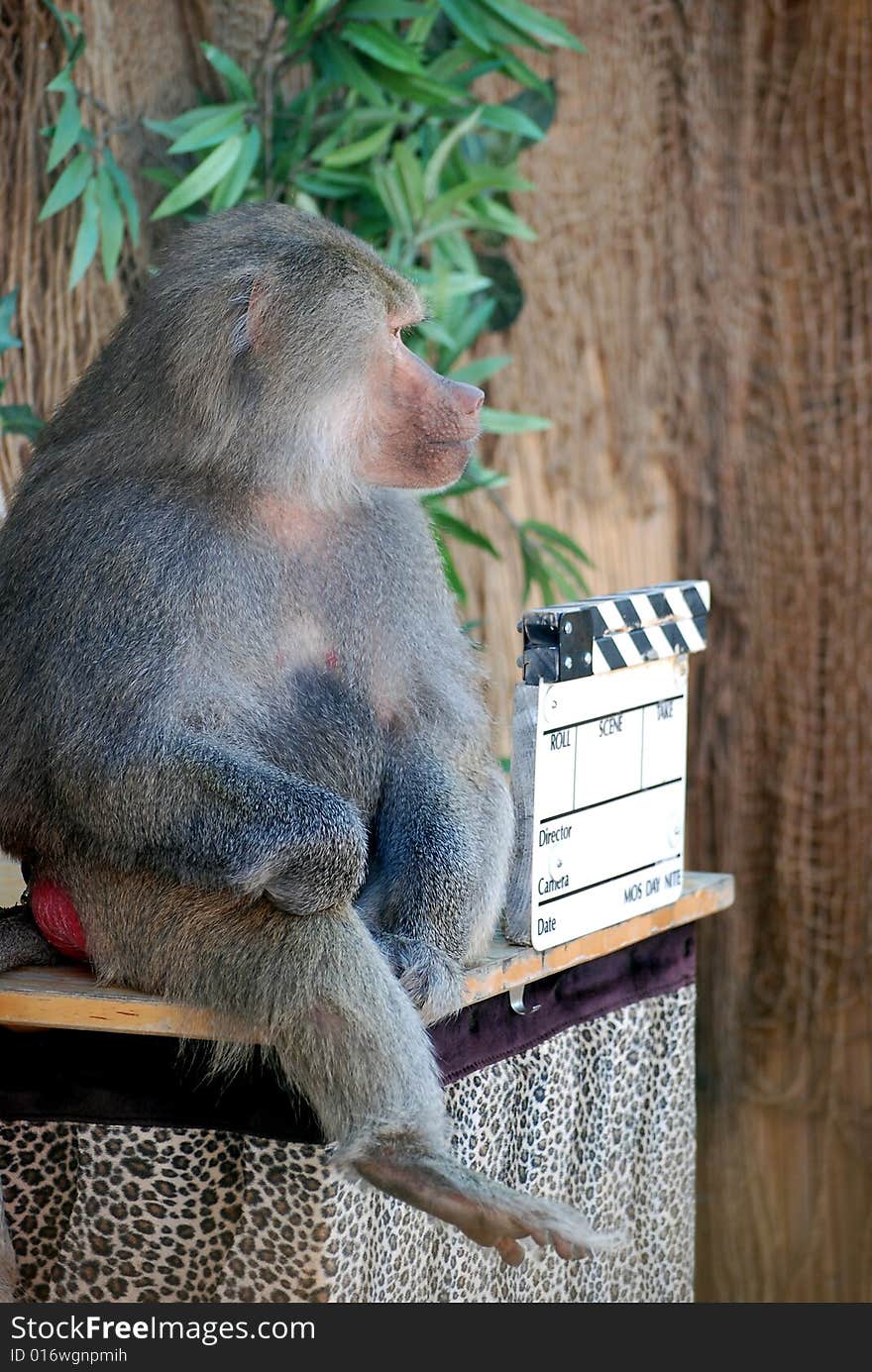 Trained baboon playing director in a scene