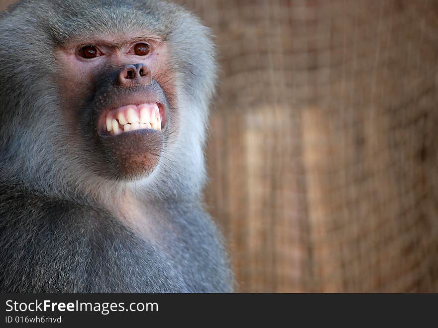 Trained baboon giving a big smile