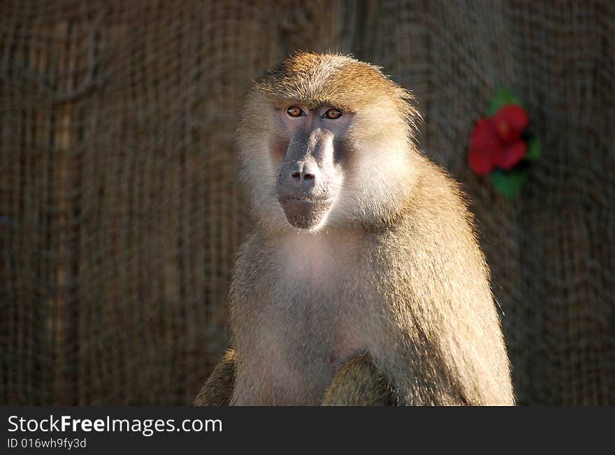 Trained baboon sitting contently in the sunlight