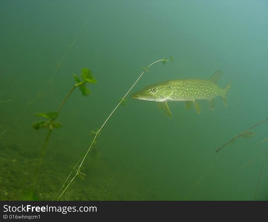 Pike in the lake green plants fauna