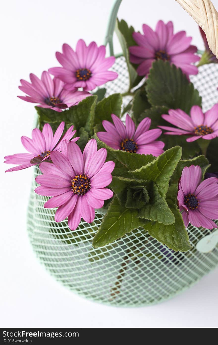 Pink daisies and leaves in metal basket isolated on white background