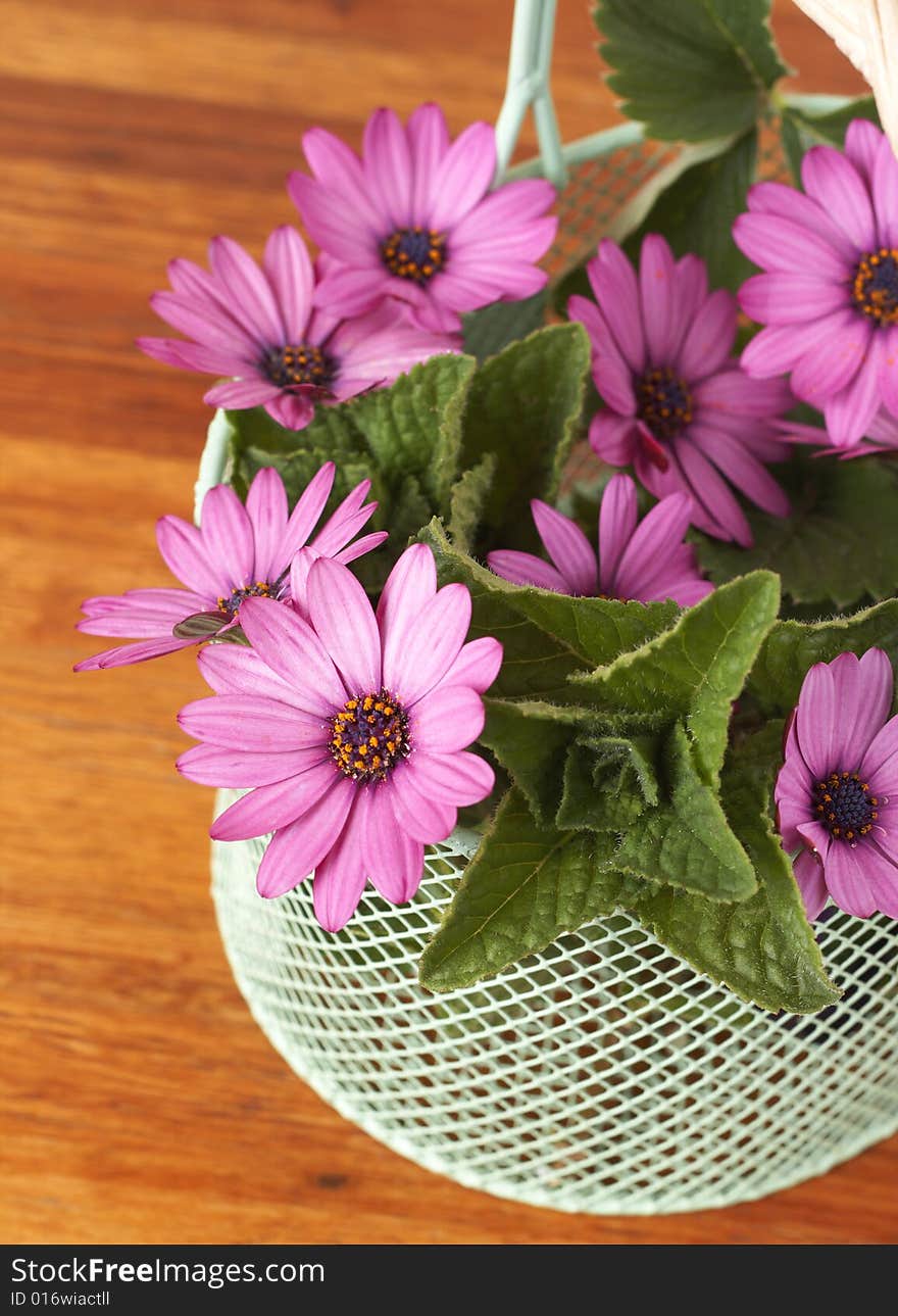 Beautiful pink daisies and leaves