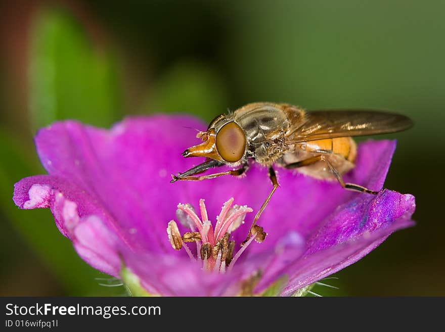 A syrphid fly collecting honey on a geranium flower. A syrphid fly collecting honey on a geranium flower