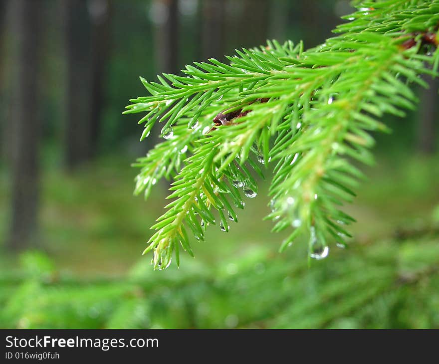 Rain drops on fur-tree branches. Rain drops on fur-tree branches