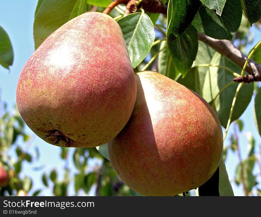 Pears