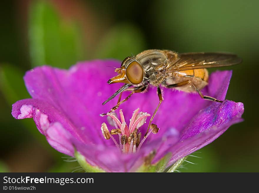 A syrphid fly collecting honey on a geranium flower. A syrphid fly collecting honey on a geranium flower