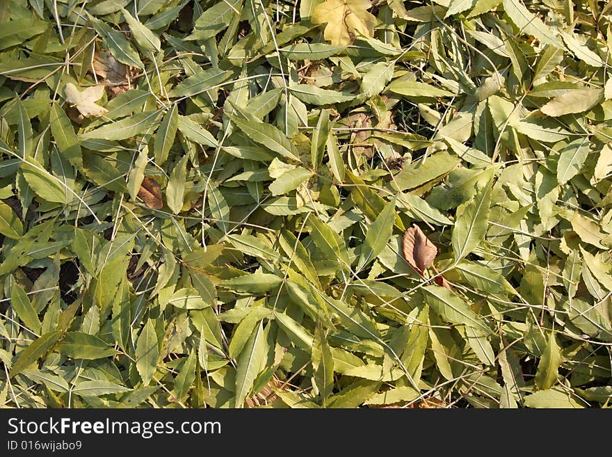 Autumn leaves in park,background