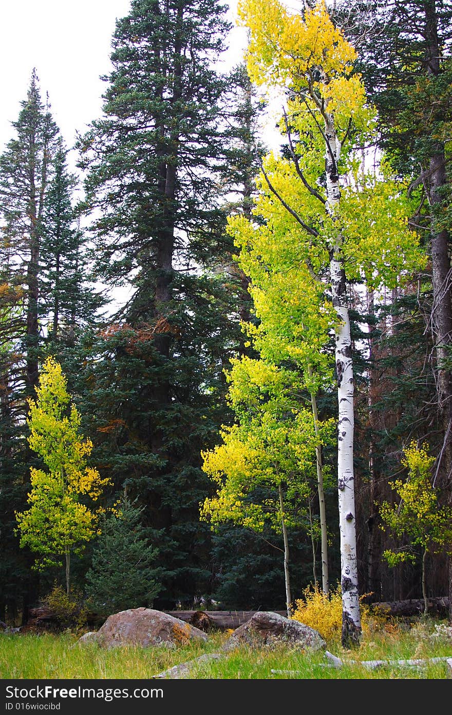 Fall aspen