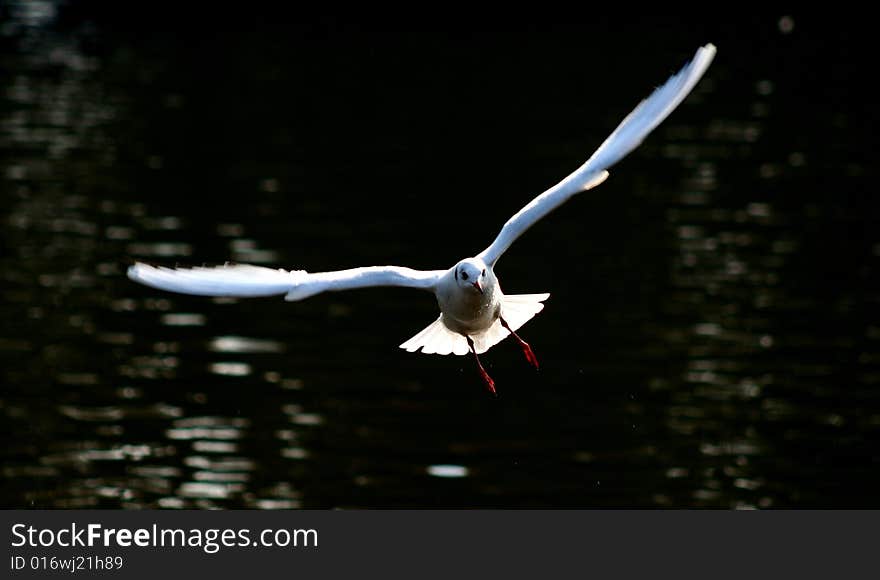 A free flying white seagull. A free flying white seagull