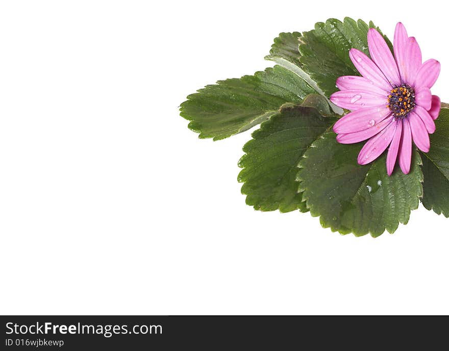 Beautiful pink flower with green leaves isolated on white background