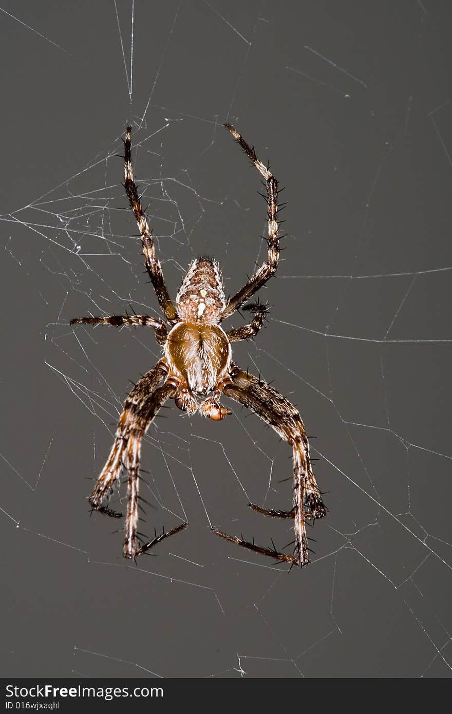 A cross spider hanging in its web. A cross spider hanging in its web