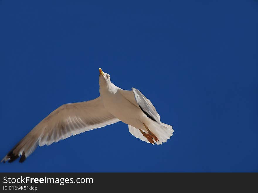 White seagull