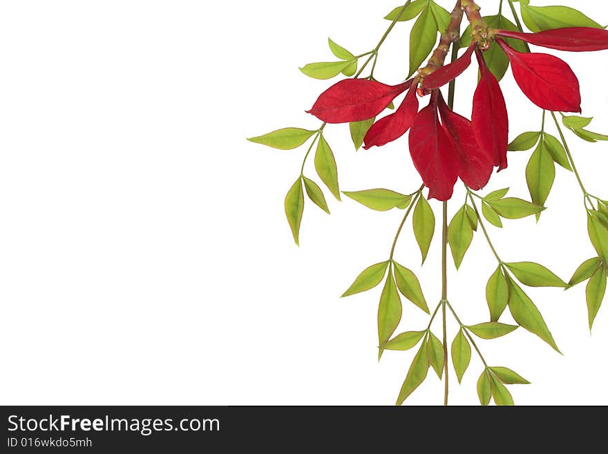 Beautiful red flowers on green leaves