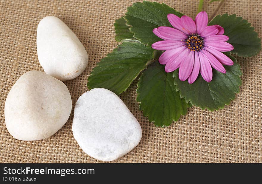 Beautiful pink flower with green leaves and pebbles on wire mesh background. Lifestyle and spa theme. Beautiful pink flower with green leaves and pebbles on wire mesh background. Lifestyle and spa theme