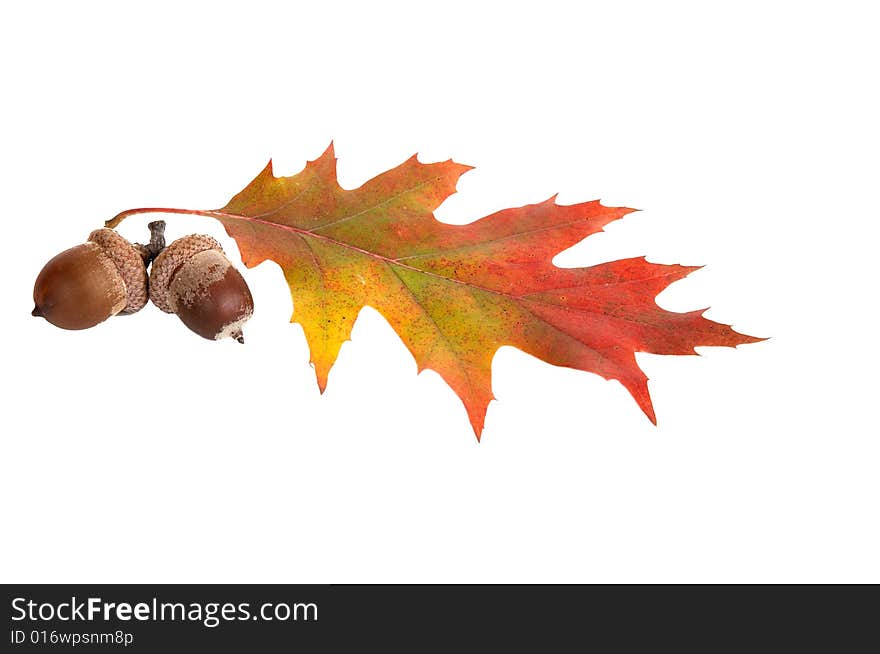 Leaf and two acorns.