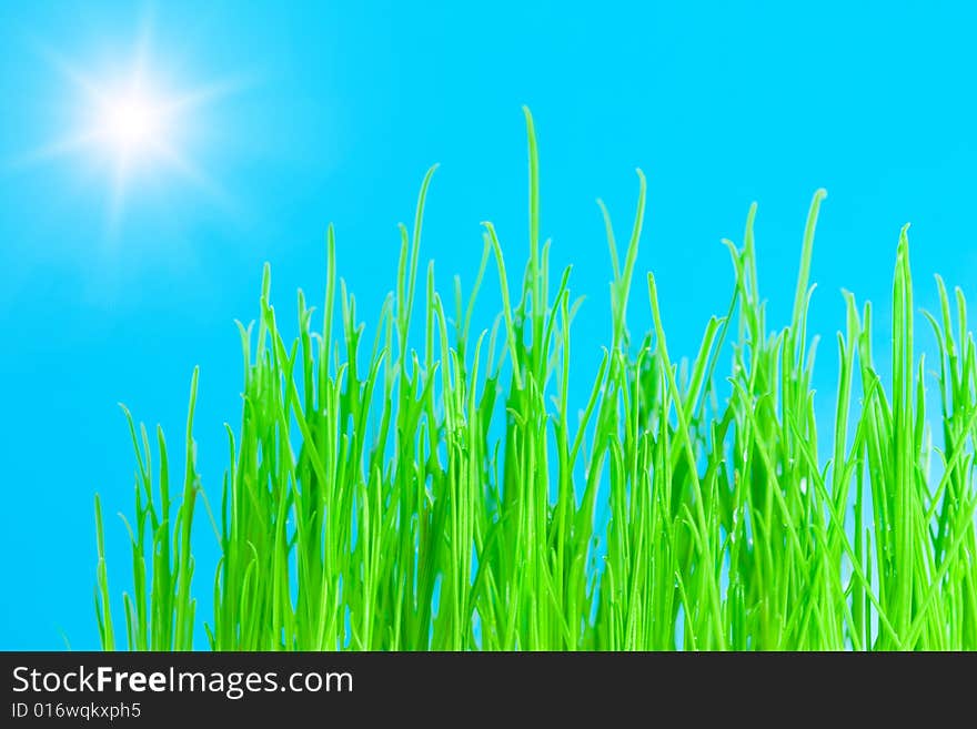 Green grass isolated on the blue sky background