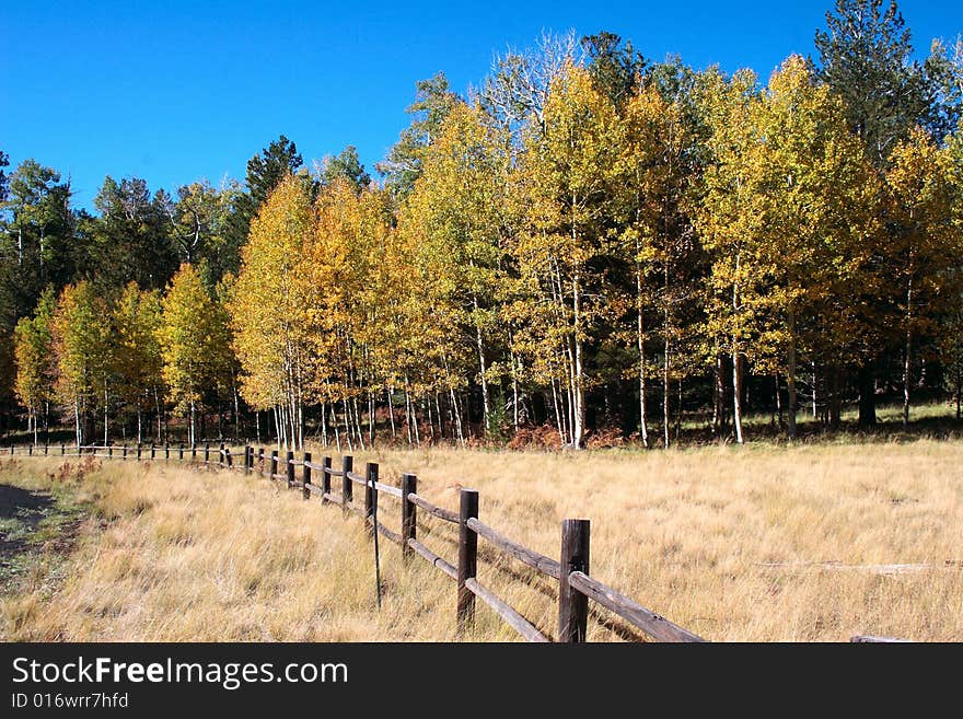 Fall Aspen Forest