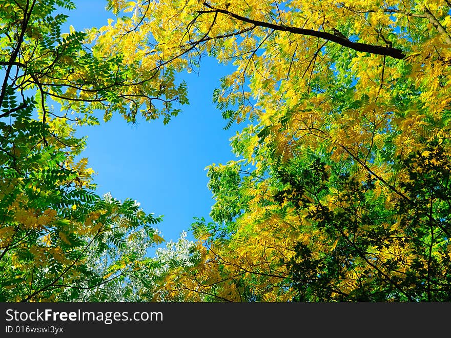 Abstract colorful autumn background with blue sky, yellow and green leafs