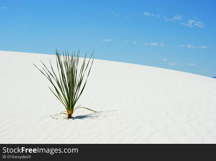 Yucca plant