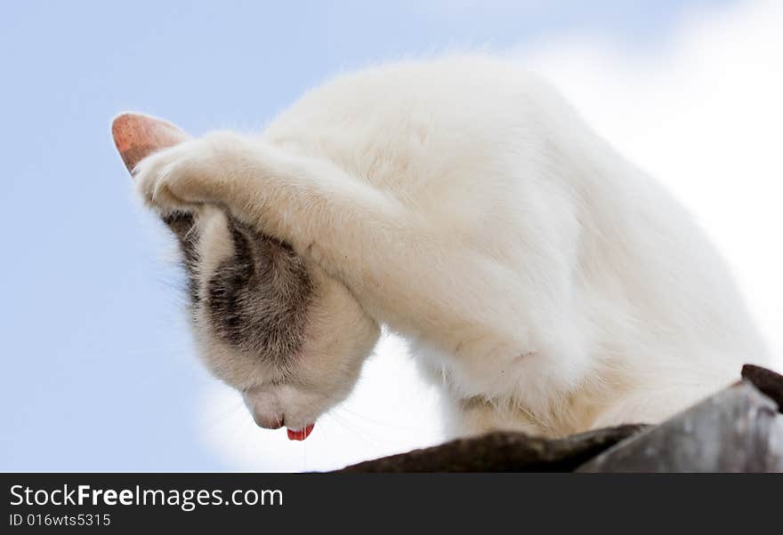 Cat - sky background,
Photo in the nature