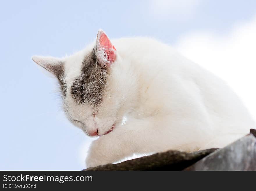 Cat - sky background,
Photo in the nature