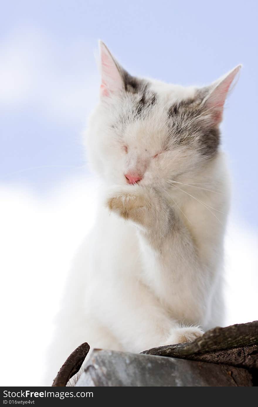 Cat - sky background, Photo in the nature